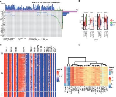 Four circadian rhythm-related genes predict incidence and prognosis in hepatocellular carcinoma